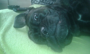 dog