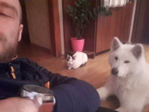 ear, dog, cat, pet