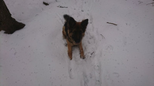 dog