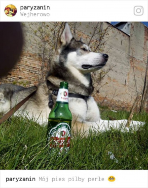 dog, pet