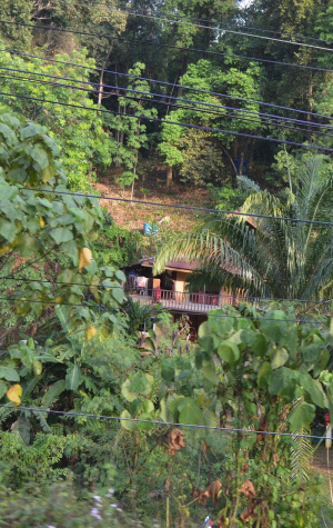 forest, jungle