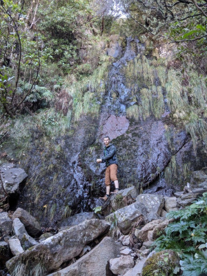 forest, rock, jungle
