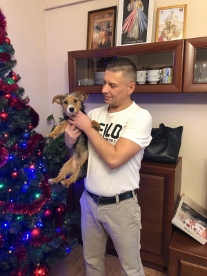 fun, room, dog, christmas, event