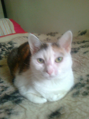 cat, pet
