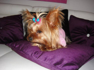 dog, pet