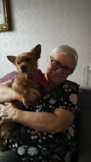 ear, dog, cat, pet