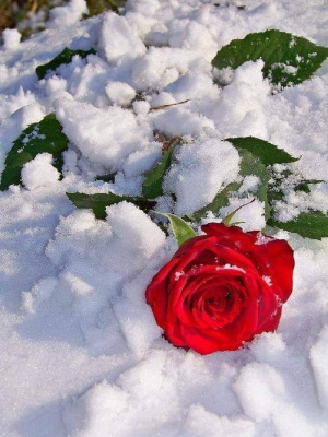 petal, plant, flower