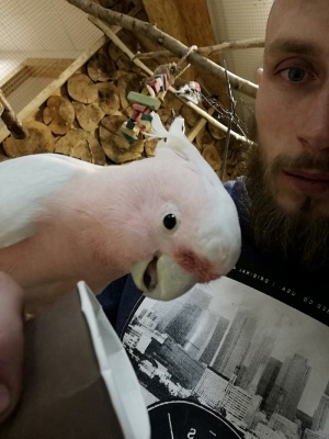 bird