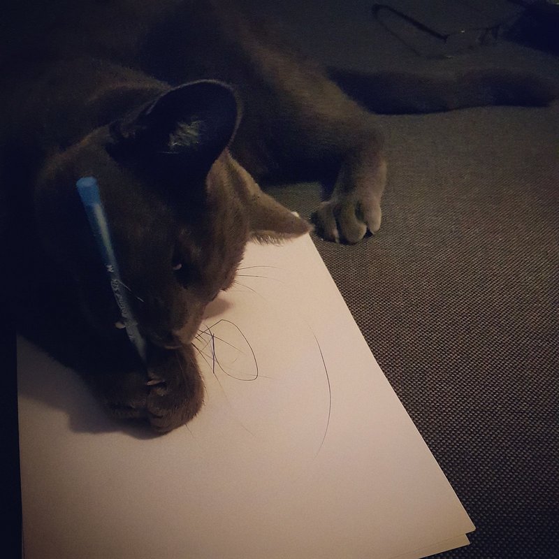 dog