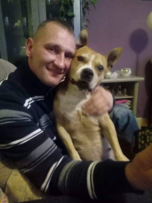 dog, pet