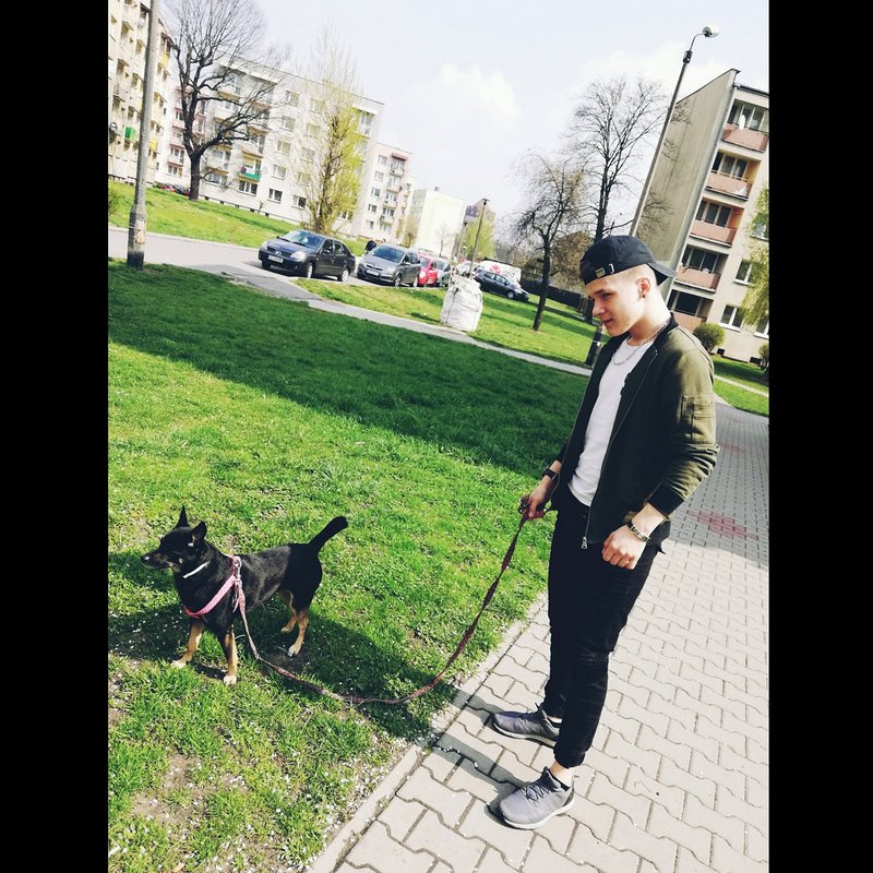 dog, pet