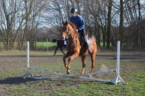 hair, horse, bridle, rein, sports