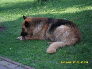 dog