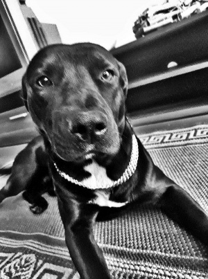 dog, pet