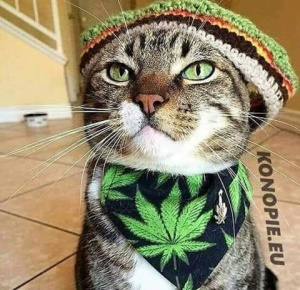 cat, pet