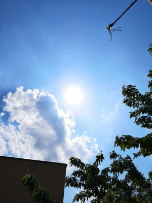 sky, branch