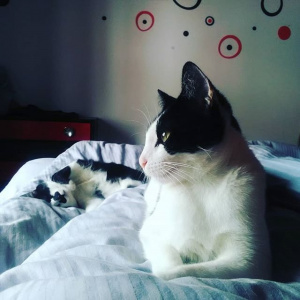 cat, pet