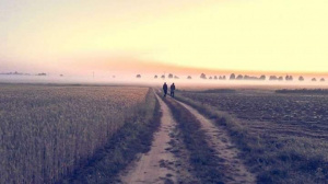 field, sky, sunset
