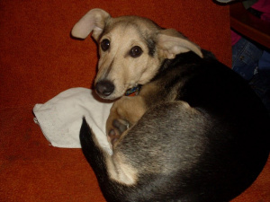 dog, pet