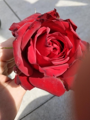 petal, plant, flower