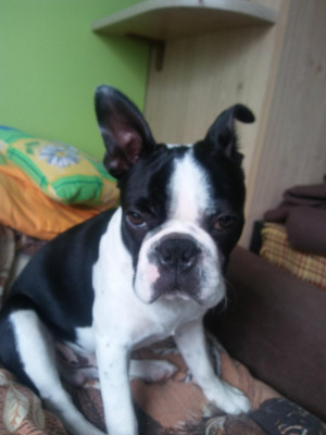 dog, pet