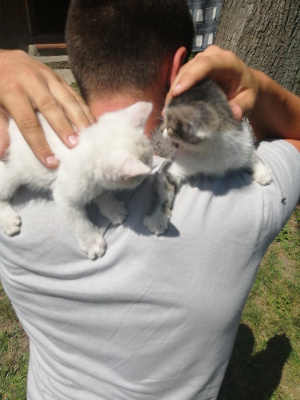 dog, cat, pet