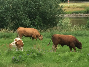 cattle, herd