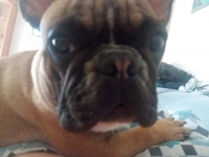 selfie, dog, pet