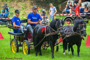 vehicle, horse, bridle, rein