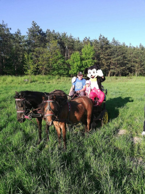 horse