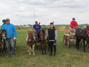 horse, bridle, rein