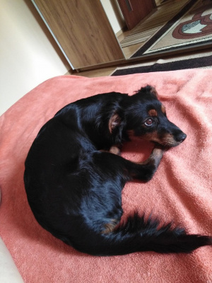 dog, pet