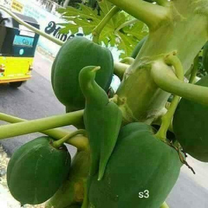 vegetable