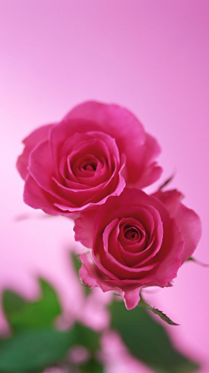 plant, flower
