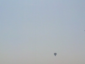 sky, bird