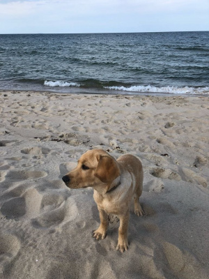 dog, pet
