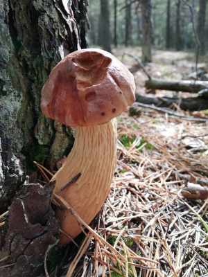trunk