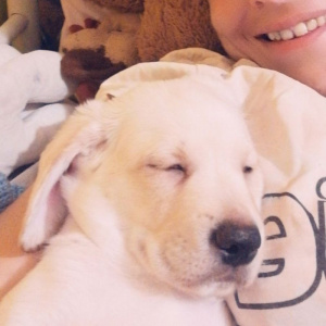 skin, dog, pet