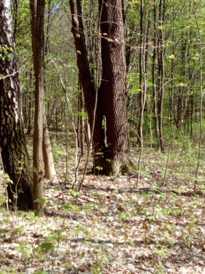 forest, plant, trunk, jungle