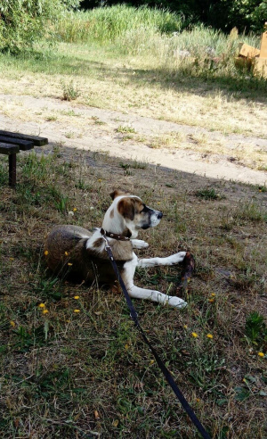 dog, pet