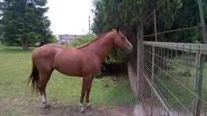 hair, horse