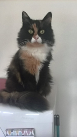 cat, pet