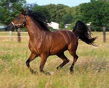 hair, horse, ranch