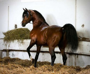 hair, horse
