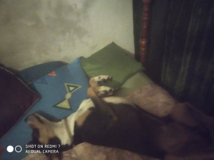 room, dog, cat