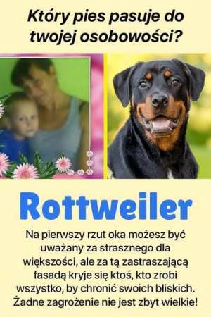 dog, pet