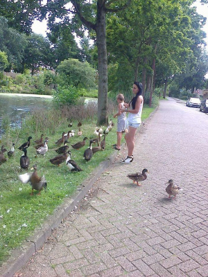 leisure, bird, duck, waterfowl