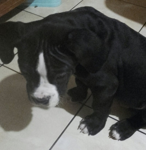 dog, cat