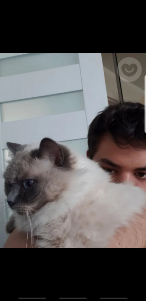 ear, cat, pet