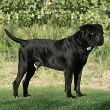 dog, pet